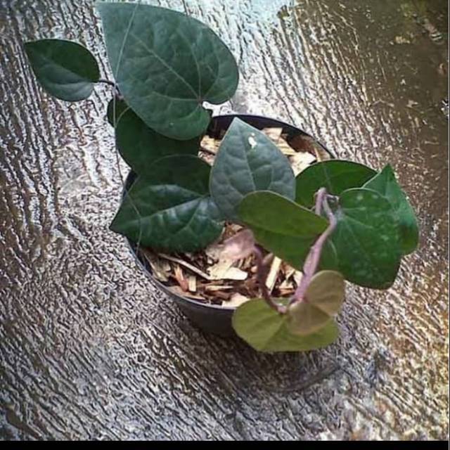 Bibit tanaman pohon sirih hitam super