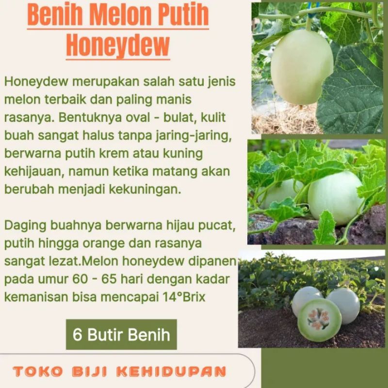 6 BIJI BENIH MELON PUTIH HONEYDEW
