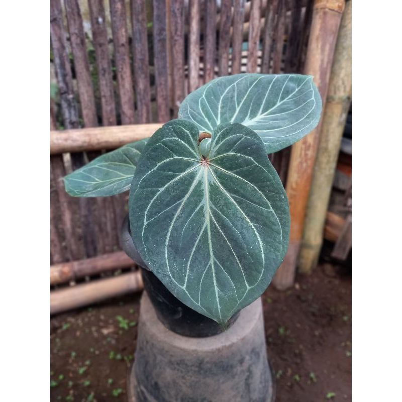 Anthurium king of Spades original / kuping gajah HU ori