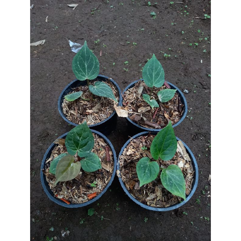 Anthurium King of spades original / kuping gajah Hu