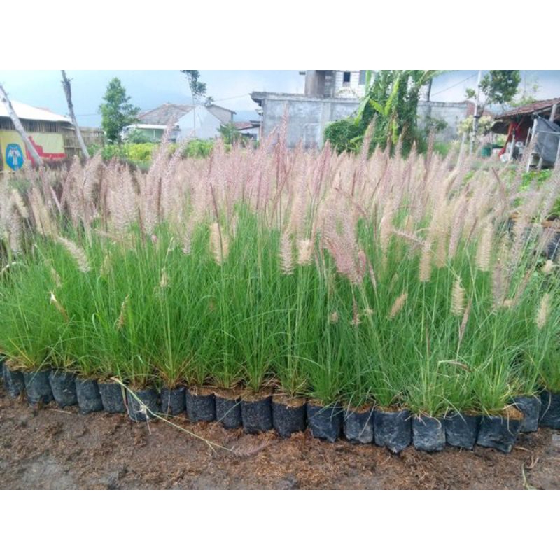 Tanaman hias Rumput Kuda Rumput ekor kuda Tanaman buntut kuda Hijau dan Rumput ekor kuda merah size 