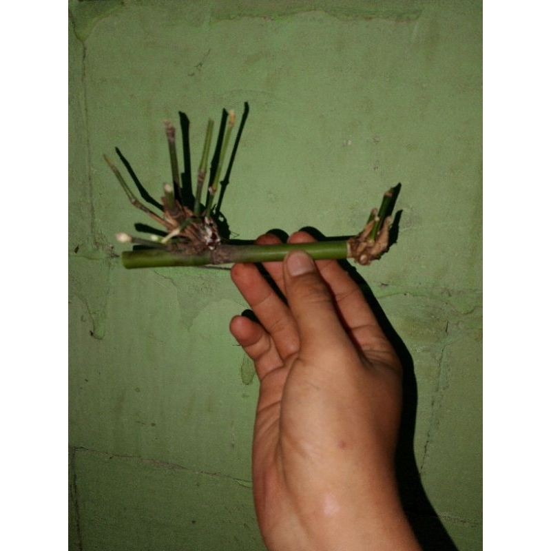 bambu petuk asli (ranting akar) asli 005