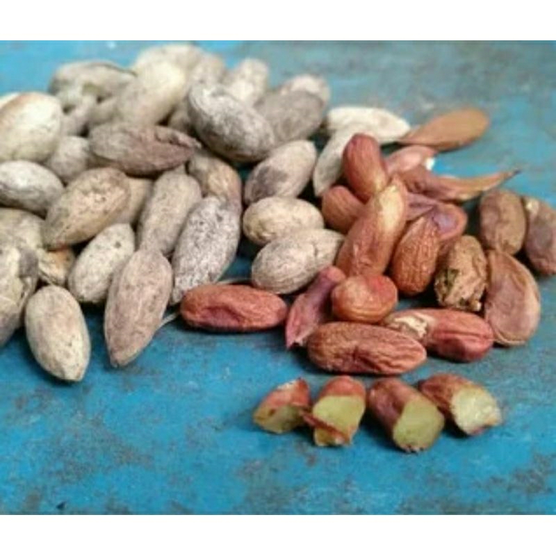 

Biji Mimba Kering 100gr Biji Mimbo Asli Kualitas Bagus