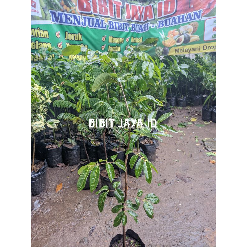 Bibit Kelengkeng Matalada Ketinggian 1 Meter - Full Media