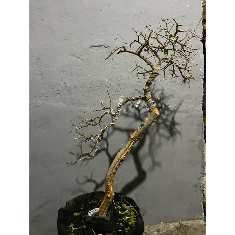 bonsai serut bunjin,