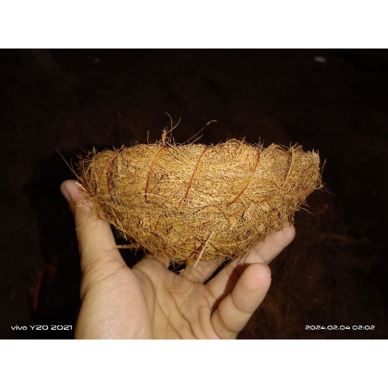 Sarang_Burung_Perkutut