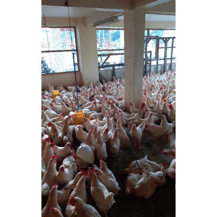 

Free Ongkir Ayam Pejantan Fresh