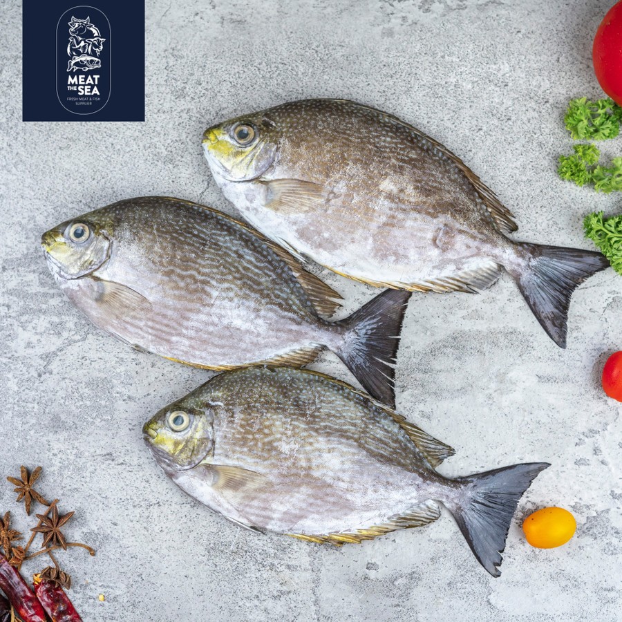 

Ikan Baronang ● Fresh - DIBERSIHKAN