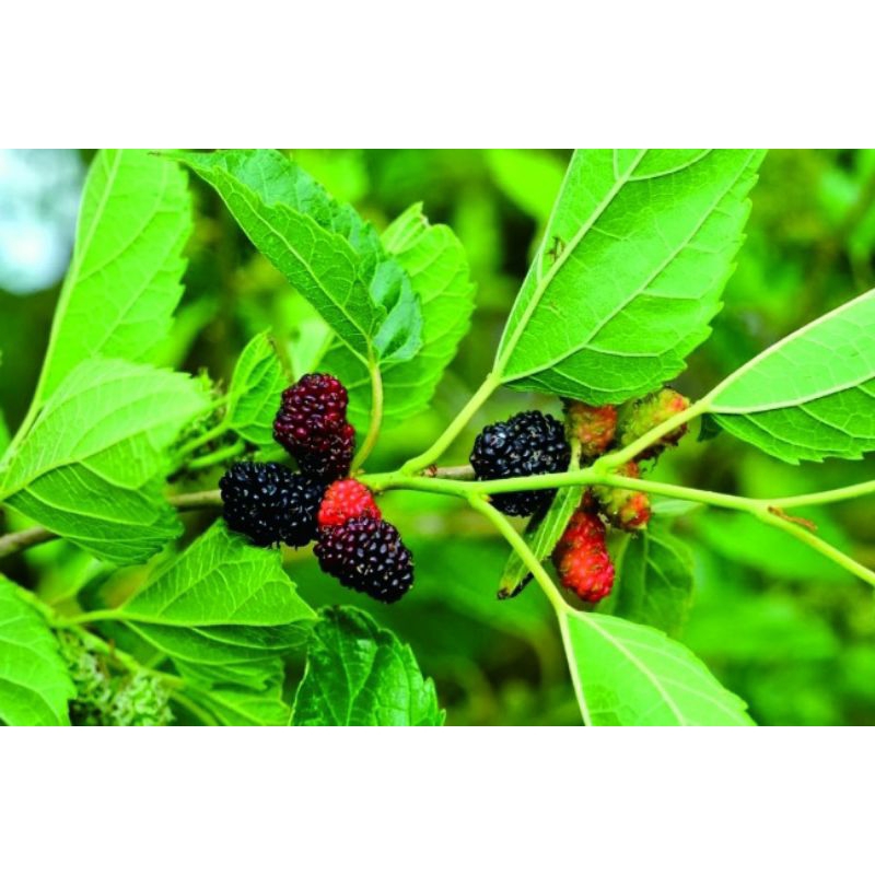 

daun murbey segar petik