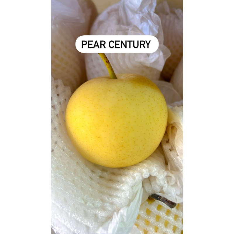 

Pear Century PROMOO!!! Pear Murah |Pear fresh |Buah Segar| GBMfresh