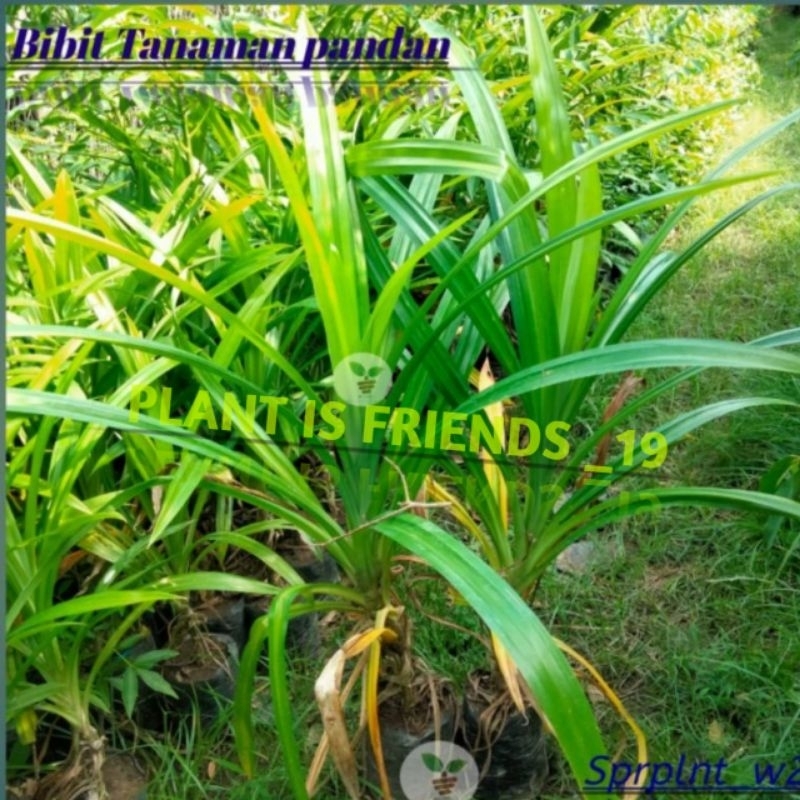 BIBIT TANAMAN PANDAN WANGI UKURAN BESAR BUMBU MASAKAN DAUN PANDAN