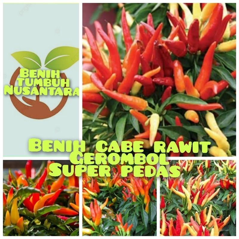 Benih Cabe Rawit Gerombol Super Pedas 100 Butir untuk Budidaya Cabai Rawit
