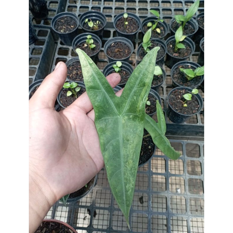 Alocasia Zebrina