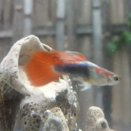 (Garansi) Guppy Hb red rose tail