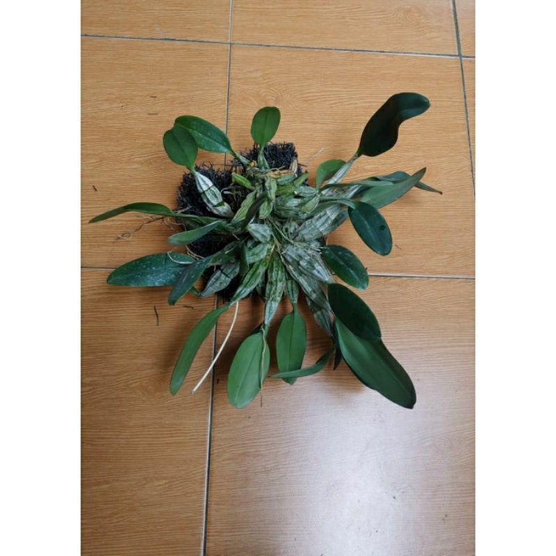 Dendrobium agregatum