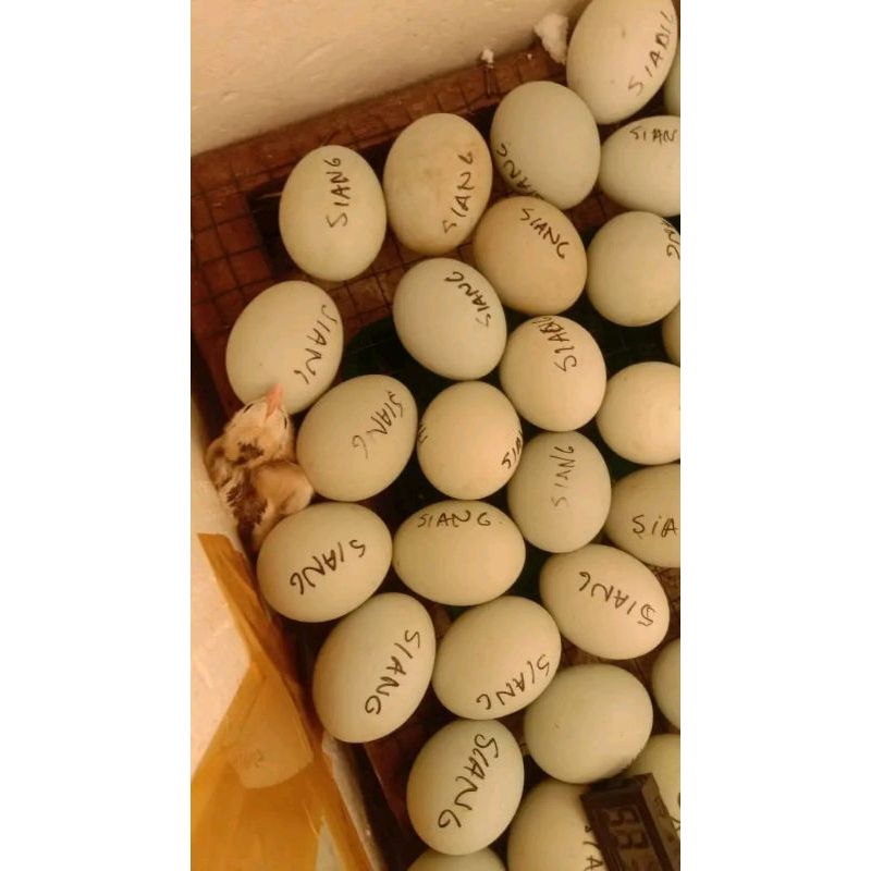 

Telur bebek fertil bisa di tetaskan