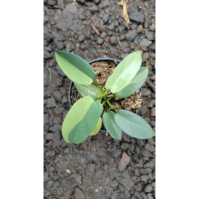 philodendron violin varigata