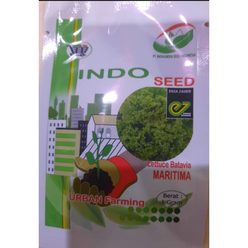 Benih Selada Maritima 1 gr | Selada Batavia | Bibit Hidroponik