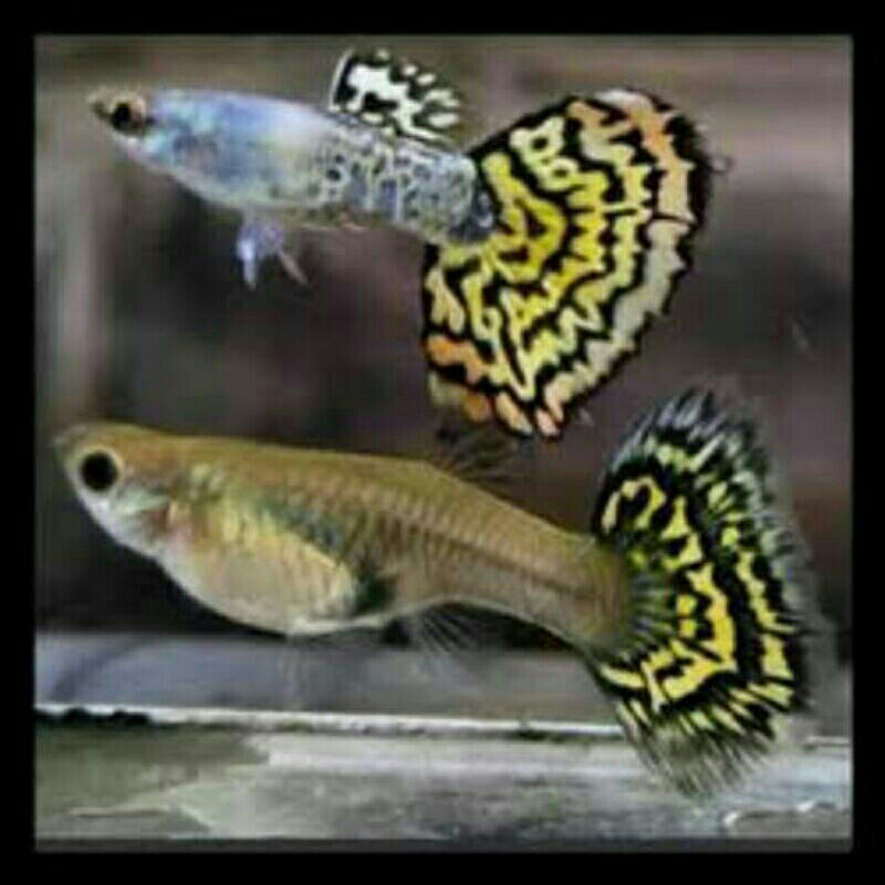 ikan guppy platinum yellow tiger - pasangan
