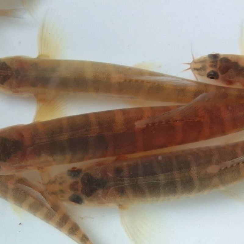 uceng hiasan aquarium