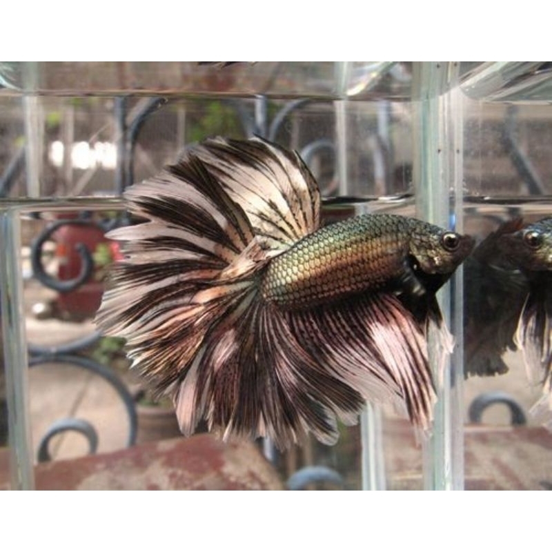 Halfmoon Black/Red Copper