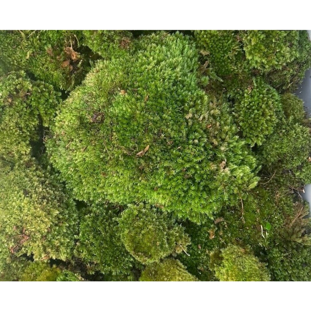 Lumut hutan pinus || Kemasan karung 10Kg | media anggrek | media tanam