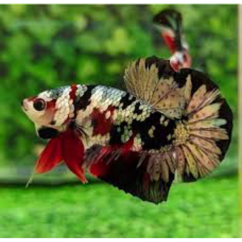aksesoris cupang Red koi Cooper