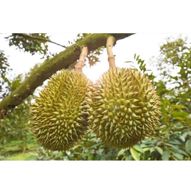

Buah durian manis 1 buah utuh durian sukabumi