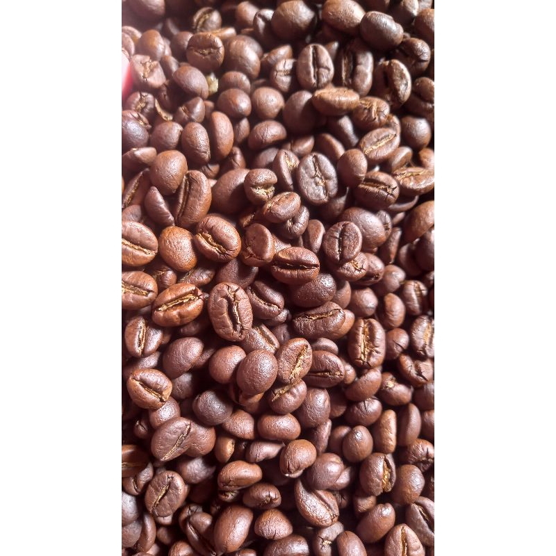 

Roqstedbean Robusta Lampung