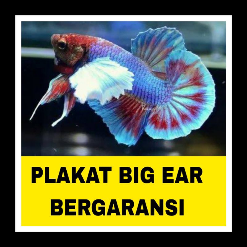 ikan cupang plakat big ear bonus pakan bergaransi