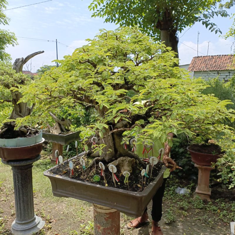 bonsai asem jawa