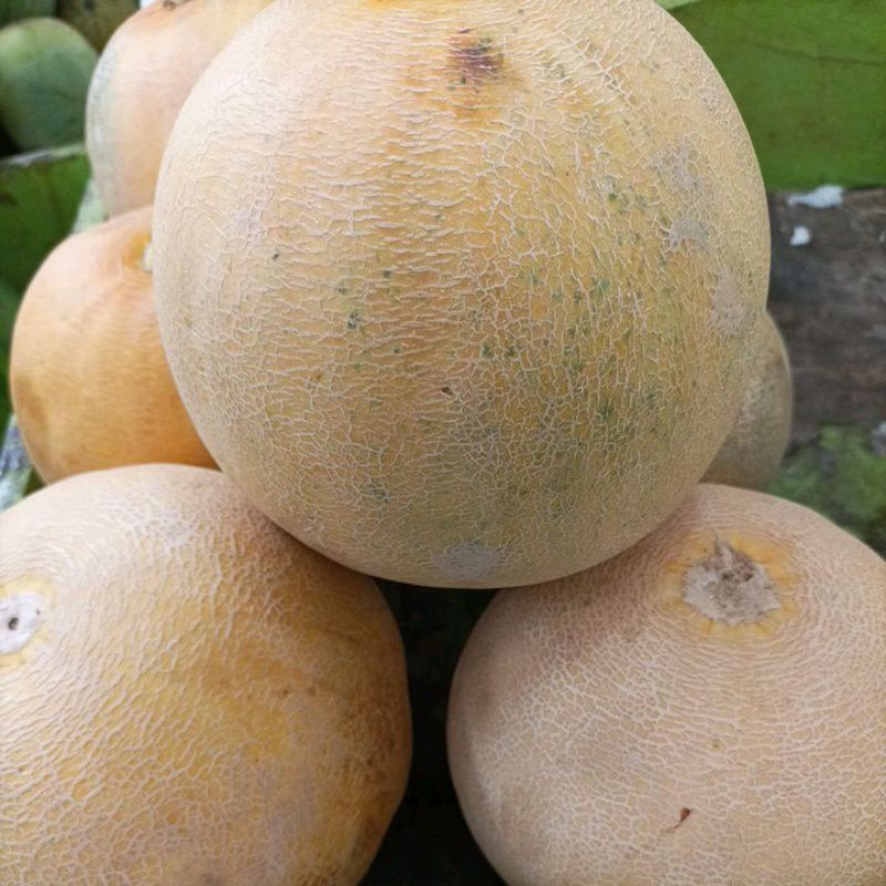 

Buah Melon Madu (1 Biji )