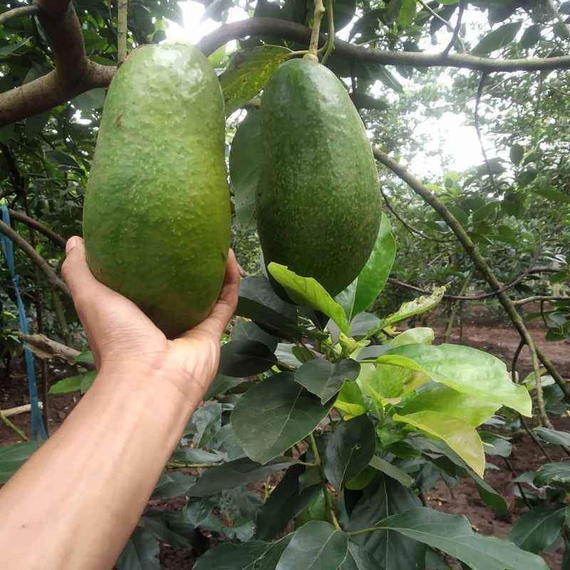 BIBIT ALPUKAT PAMELING UNGGUL CEPAT BERBUAH UKURAN 1 METER UP