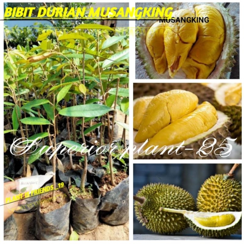 BIBIT BUAH DURIAN MUSANGKING OKULASI TANAMAN DURIAN MUSANGKING