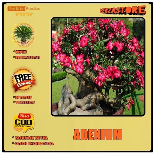 biji benih  bunga adenium / kamboja / 20 biji