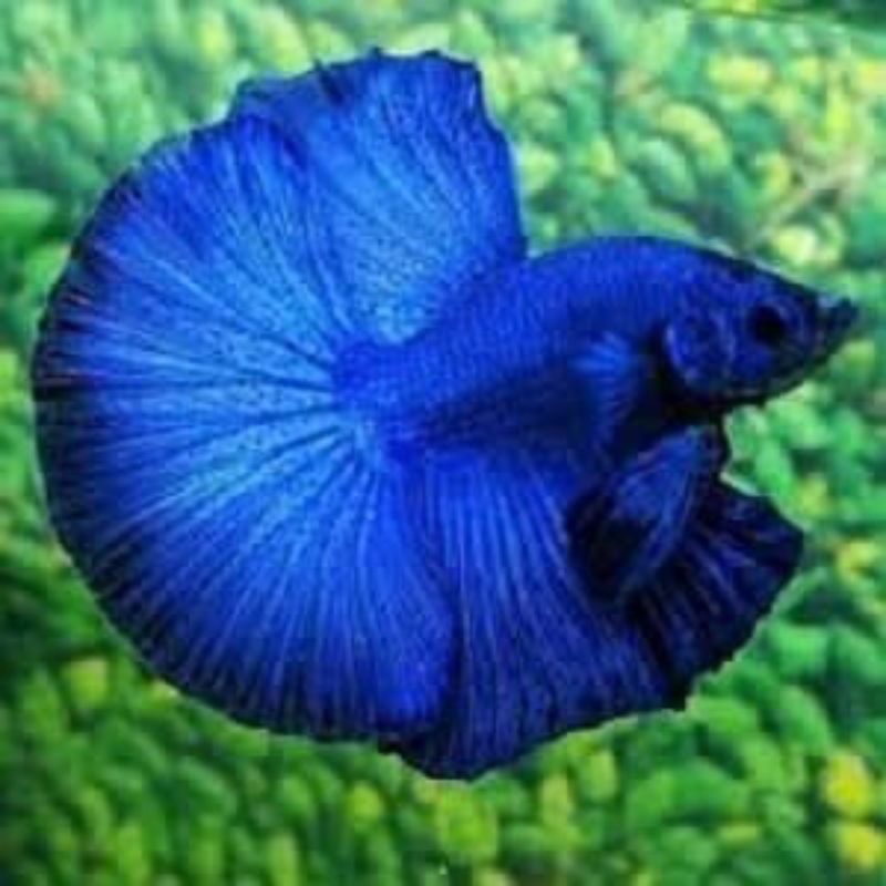 hiasan cupang king rose tail(real pick)