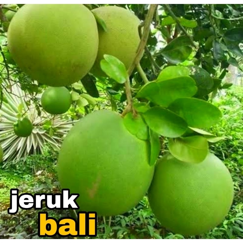 bibit jeruk bali madu okulasi // pamelo madu