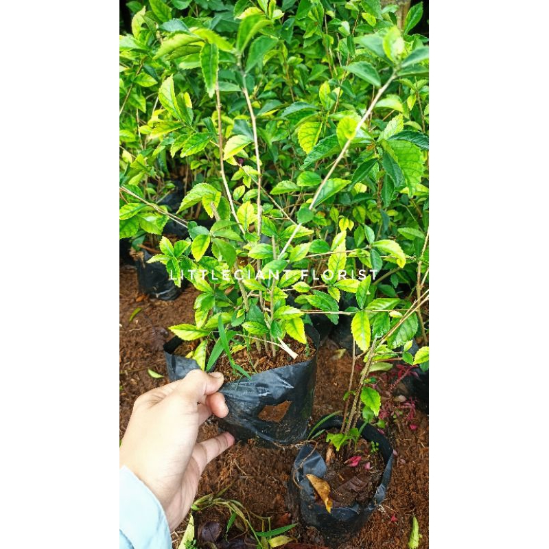 Bibit Tanaman Pagar Teh Tehan/ Pagar Hidup Teh Tehan/ Pagar Taman