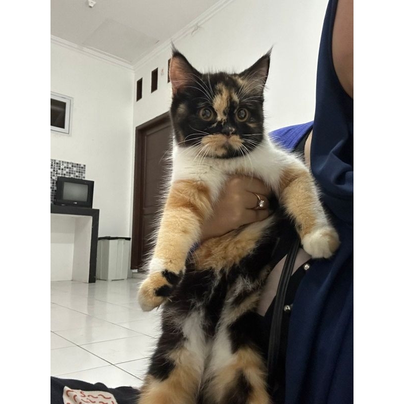 KUCING KITTEN BSH CALICO || BRITISH SHORTHAIR CALICO BETINA