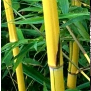 bibit tanaman bambu kuning siap tanam