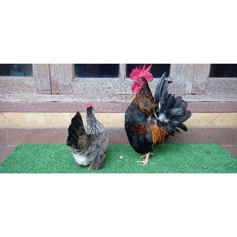 Ayam Kate Ceper Sepasang Super