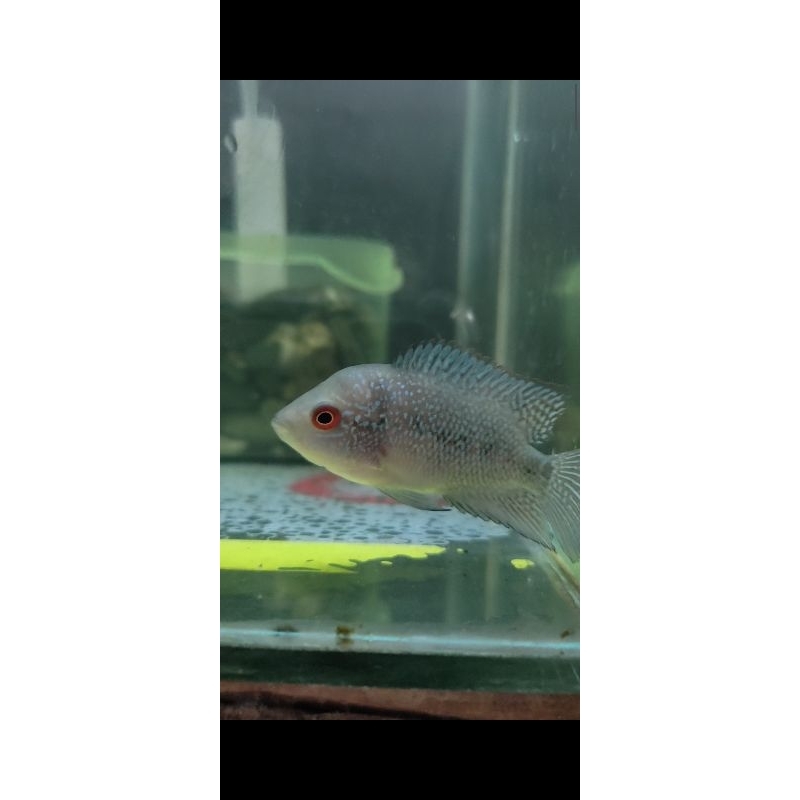 LOUHAN KAMFA F2 4-5CM