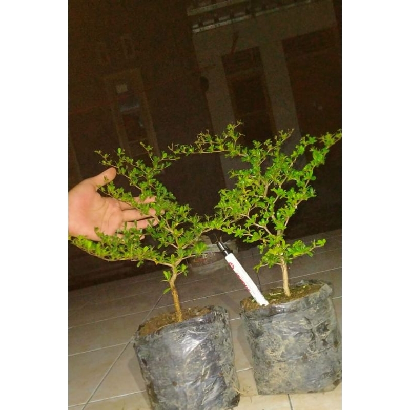 Bahan bonsai black olive/geometris