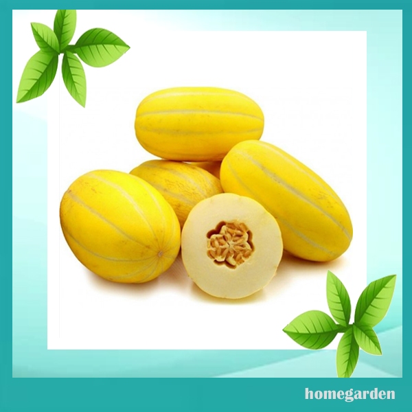 Homegarden Benih Melon Chamoe Melon Korea Manis Honey Melon Berkualitas