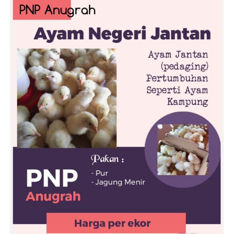 AYAM NEGERI - AYAM NEGRI JANTAN - BIBIT AYAM NEGRI JANTAN - DOC PEJANTAN ( GARANSI PENGIRIMAN)