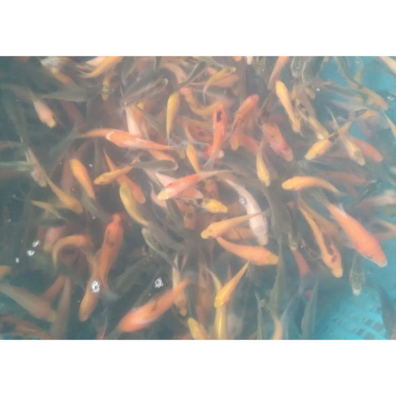 Ikan MAS Hidup  - Makanan Ikan Hias &amp; Biota Laut