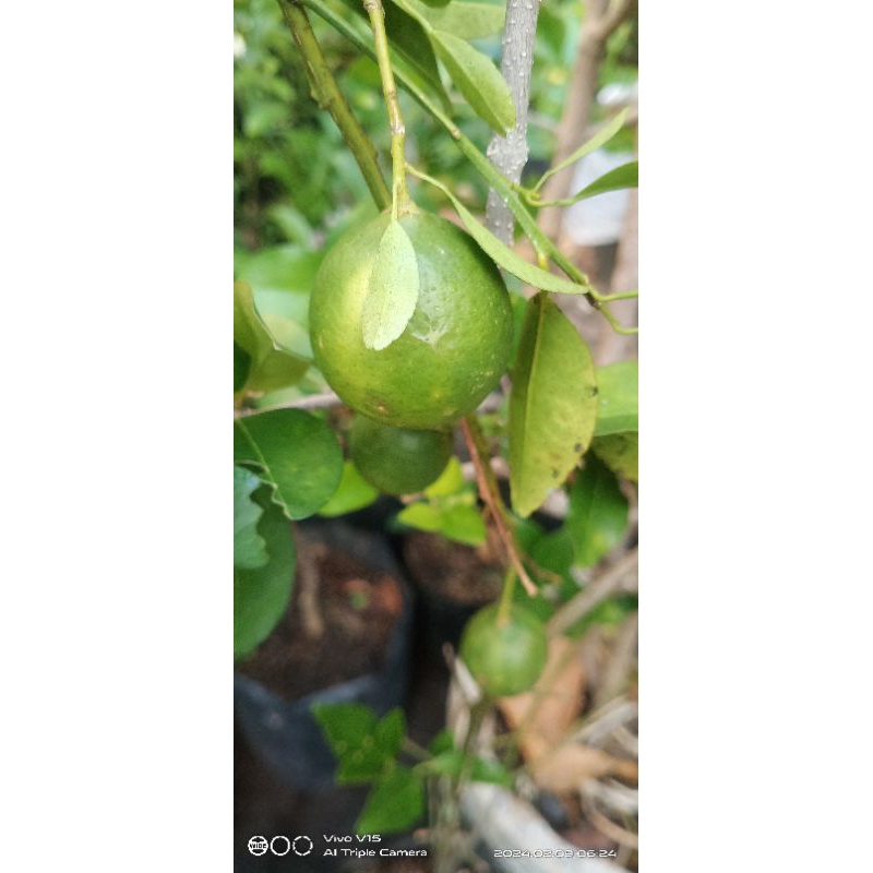 bibit jeruk keprok berbuah