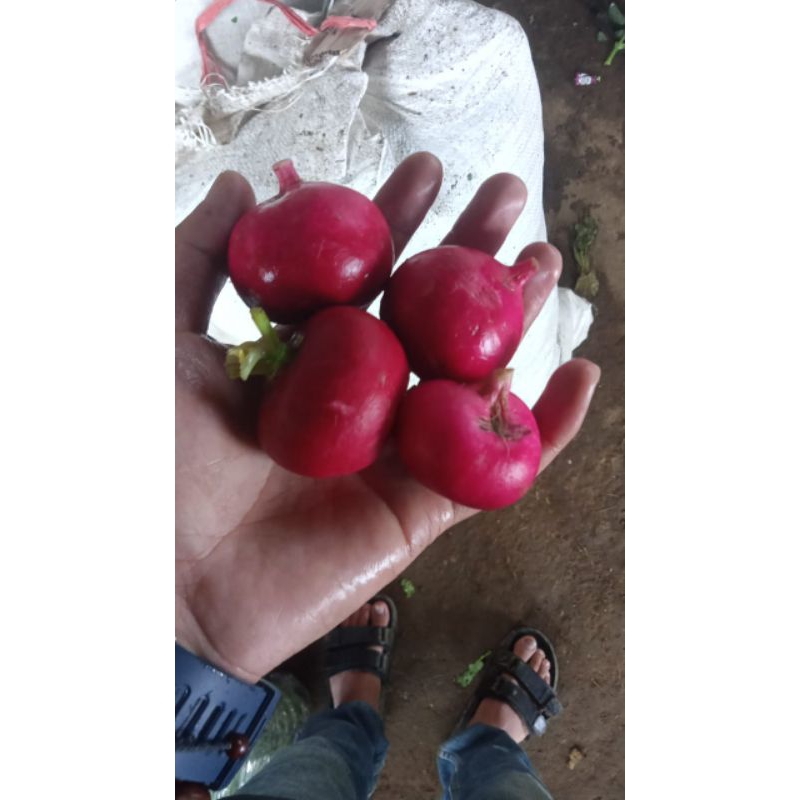 

radish Reed per 250g