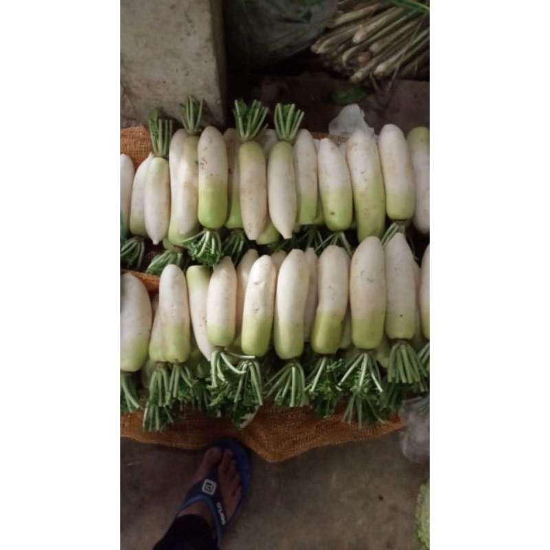 

lobak daikon per 500g