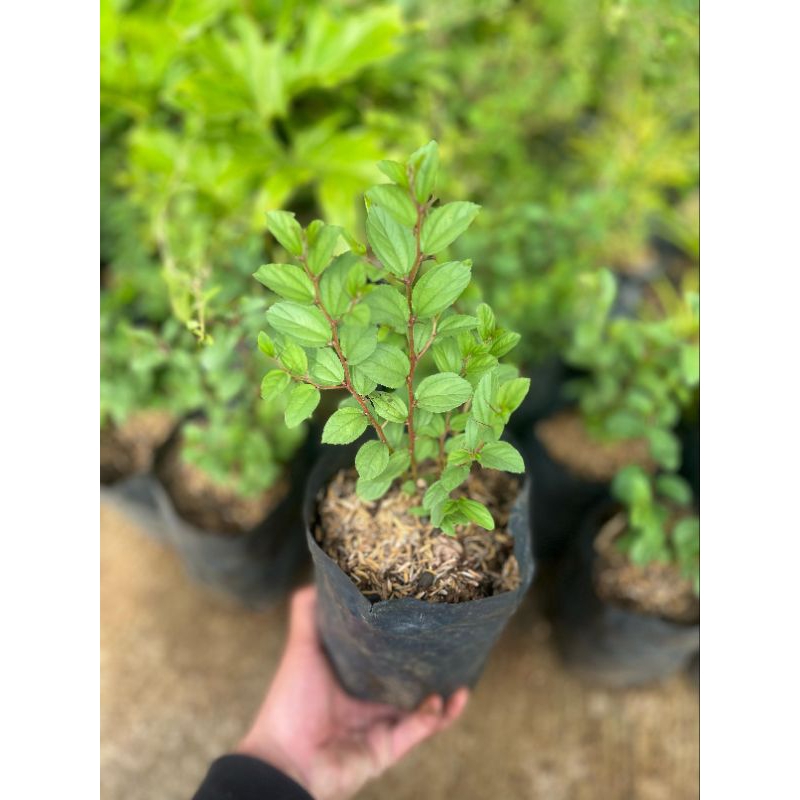 Pohon bidara arab - Tanaman bidara arab